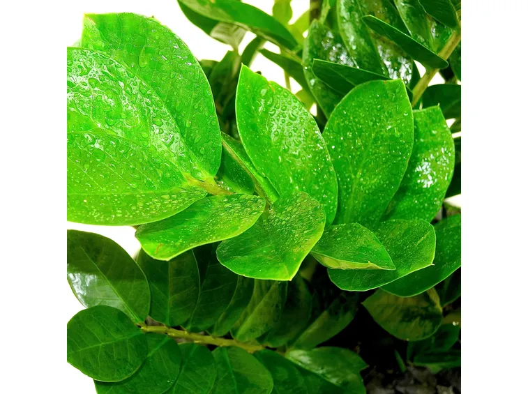 foglie zamioculcas