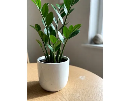 Zamioculcas