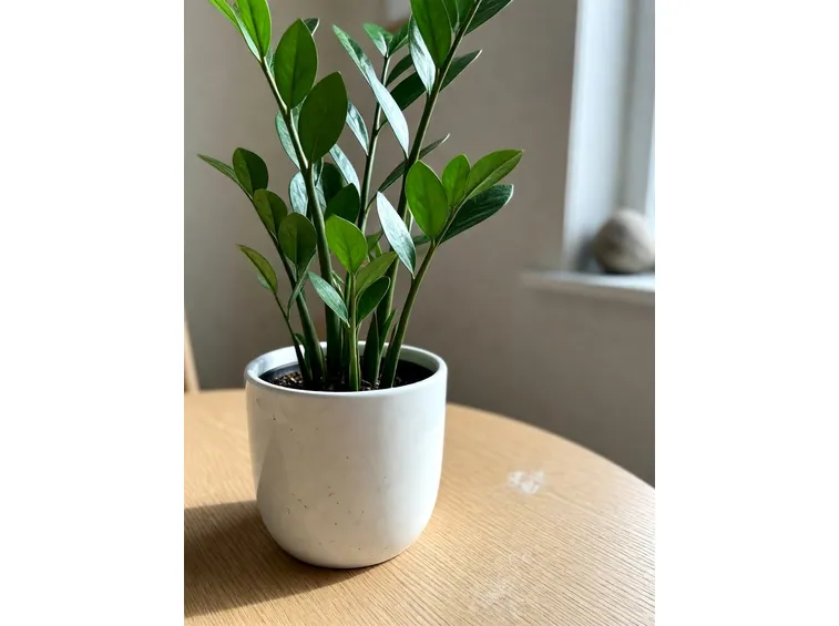 Zamioculcas