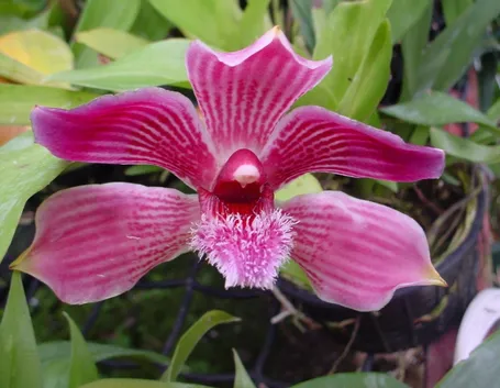 orchidea pescatorea coronaria