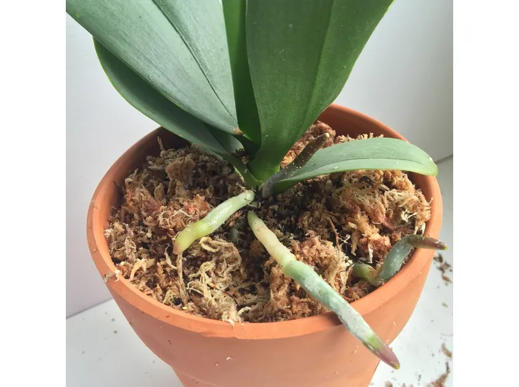 pianta