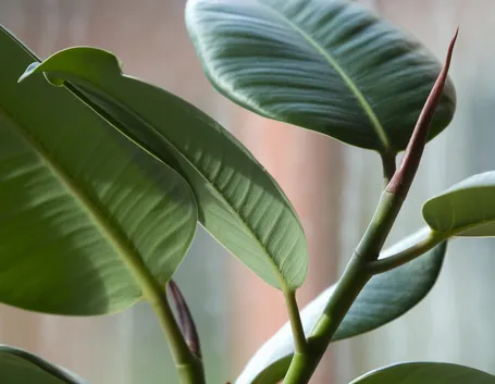 ficus