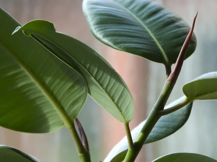 ficus