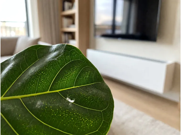 Aria calda e secca: perché il riscaldamento accelera il ragnetto rosso