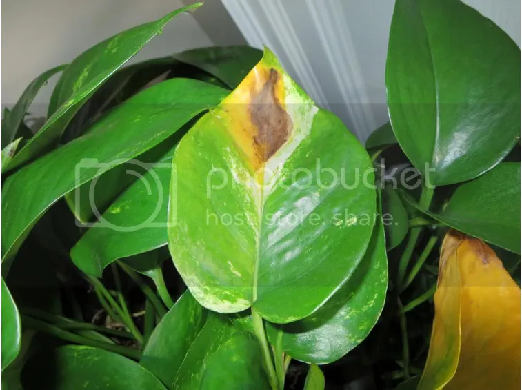 zamioculcas pianta