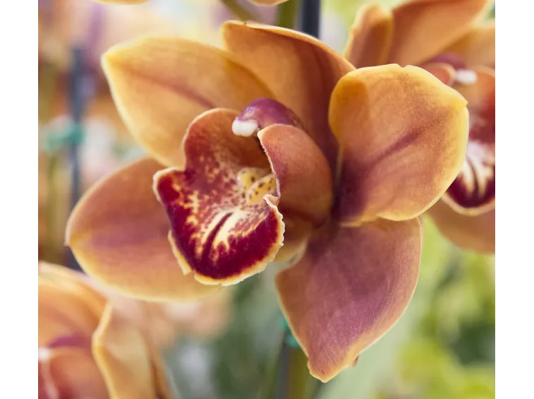 Orchidea Catteya durante la fioritura