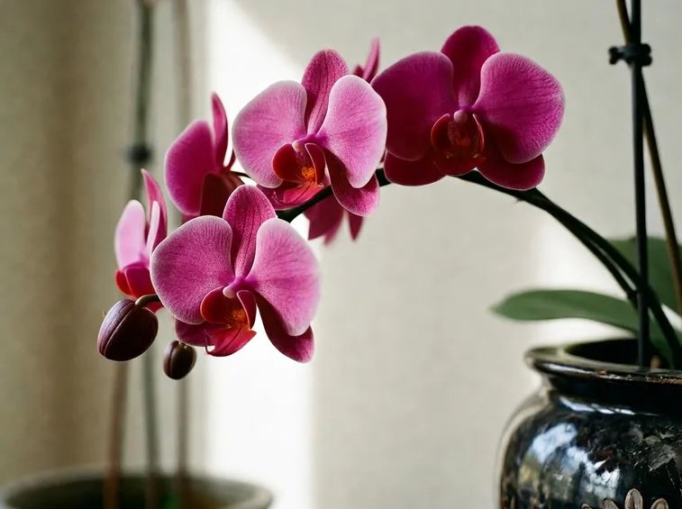 Marciume radicale Orchidea