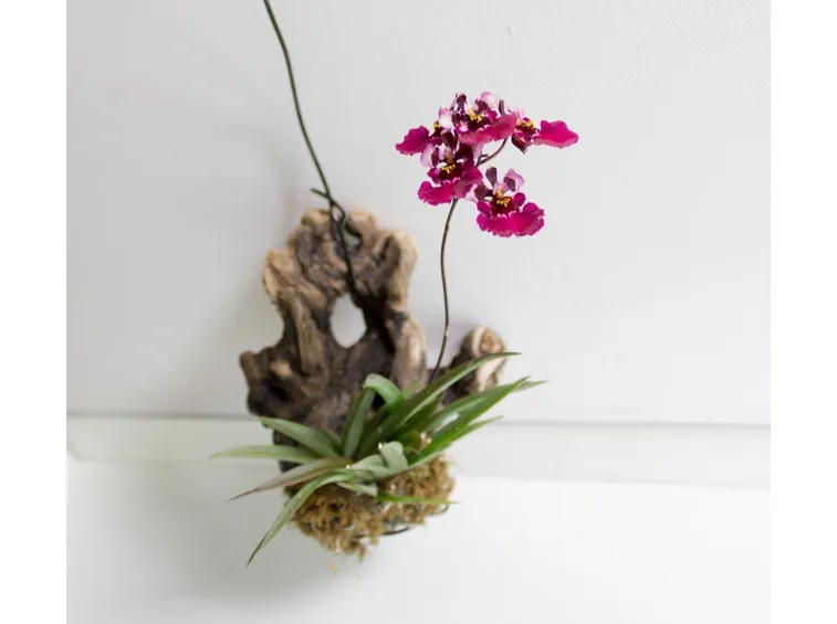 Orchidee in serra