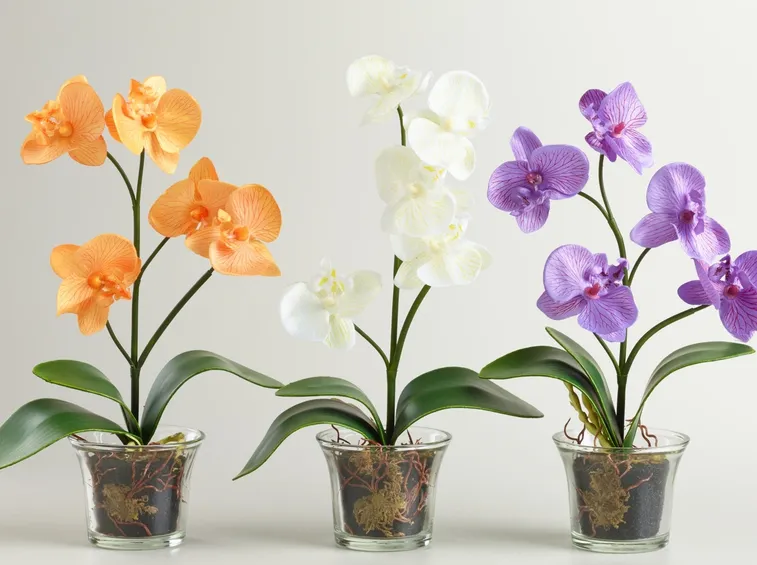 orchidea concime