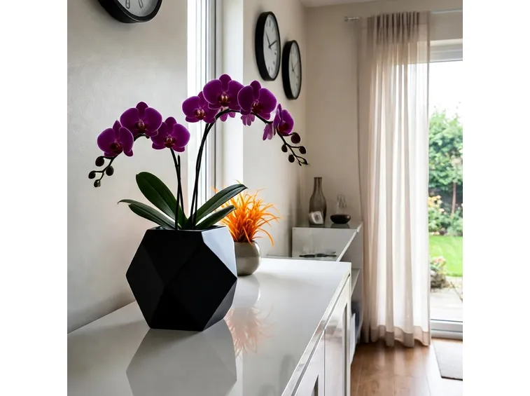 Posizione ottimale per le orchidee