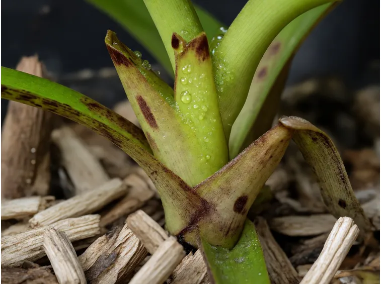 Germoglio Cymbidium