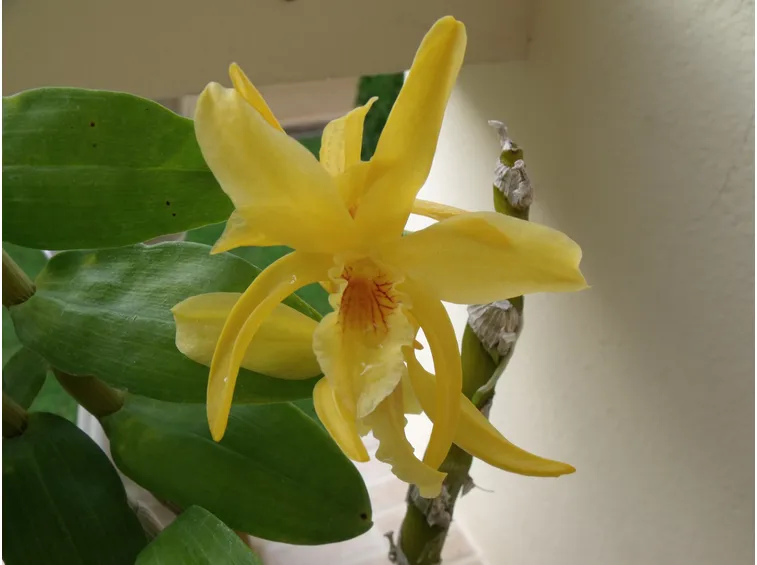 Esemplare di Dendrobium nobile.