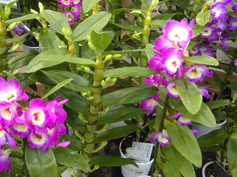 dendrobium nobile