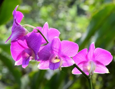 orchidea Dendrobium