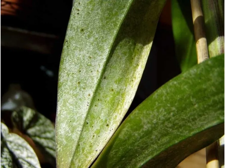 malattie Dendobrium
