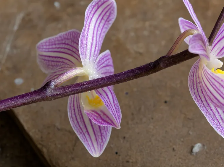 orchidee
