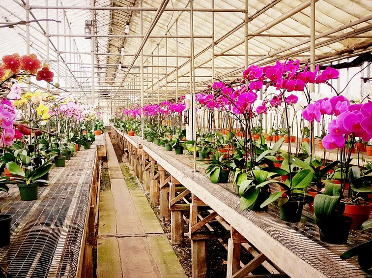 orchidee