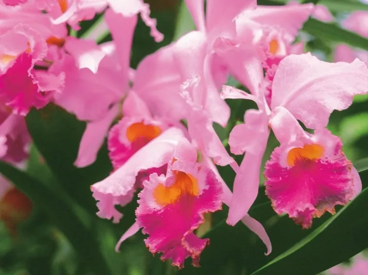 orchidee