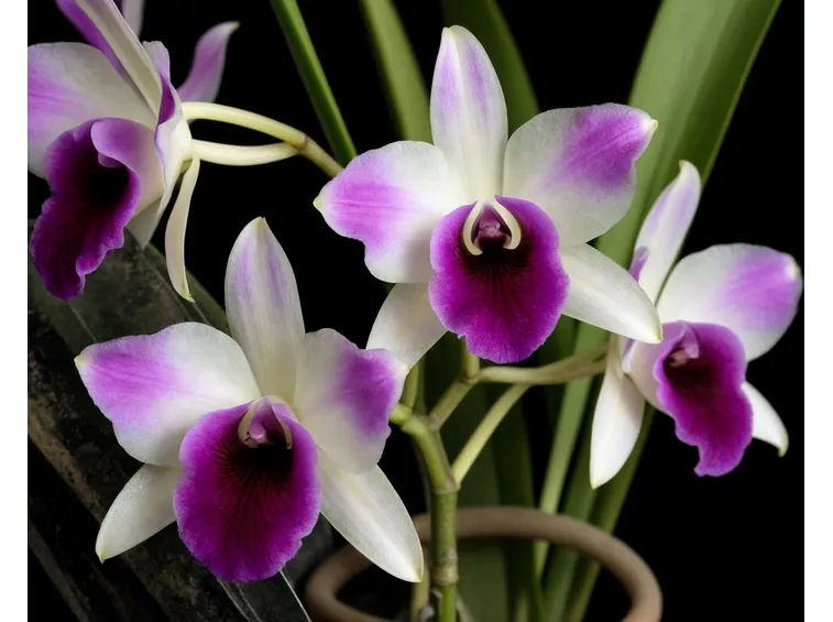 coltivazione dendrobium nobile