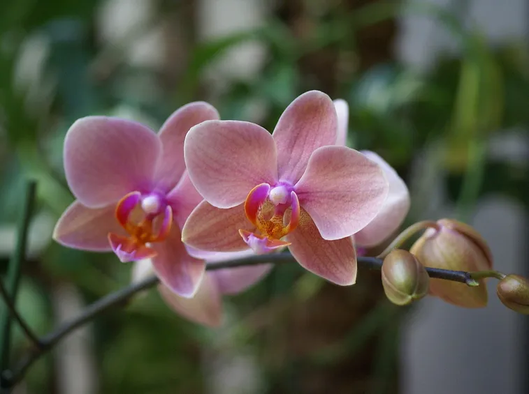 Orchidea fiori e boccioli