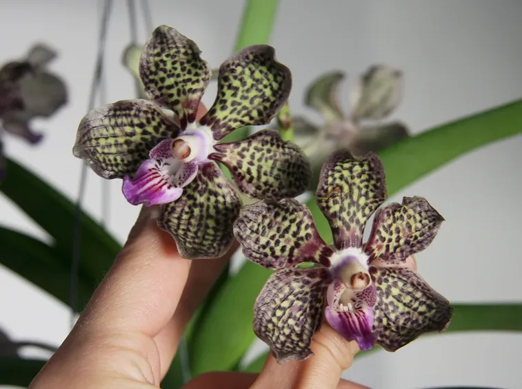 Germogli orchidea Vanda
