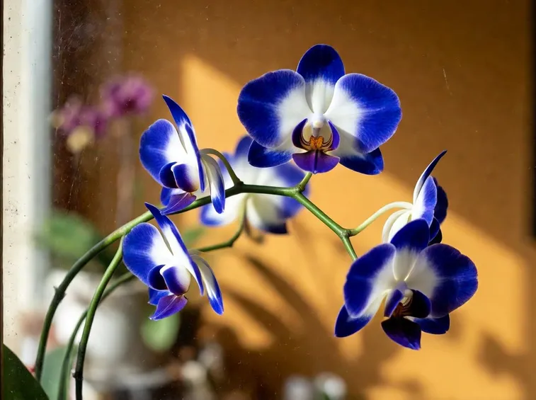 fiori di orchidea