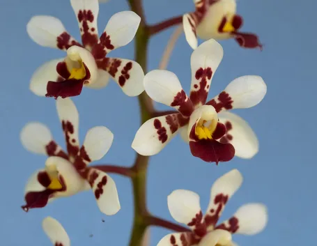 fiore orchidea cambria