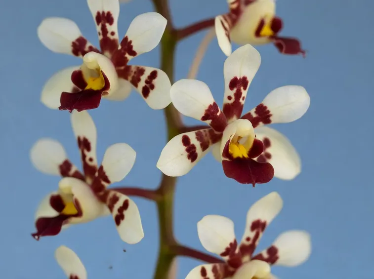 fiore orchidea cambria