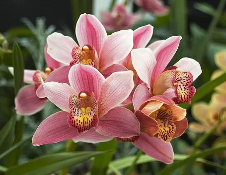 Orchidee Cymbidium