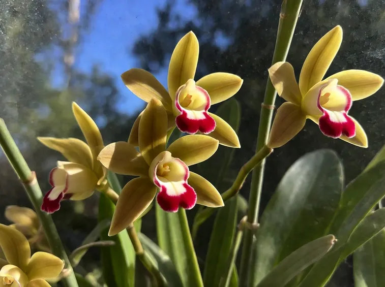 Orchidee Cymbidium