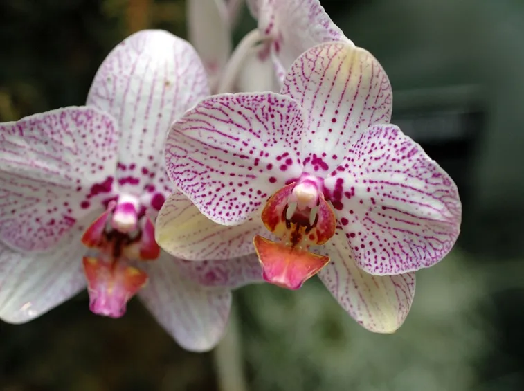 orchidea