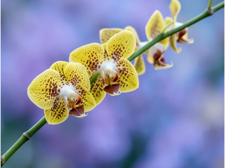 orchidea