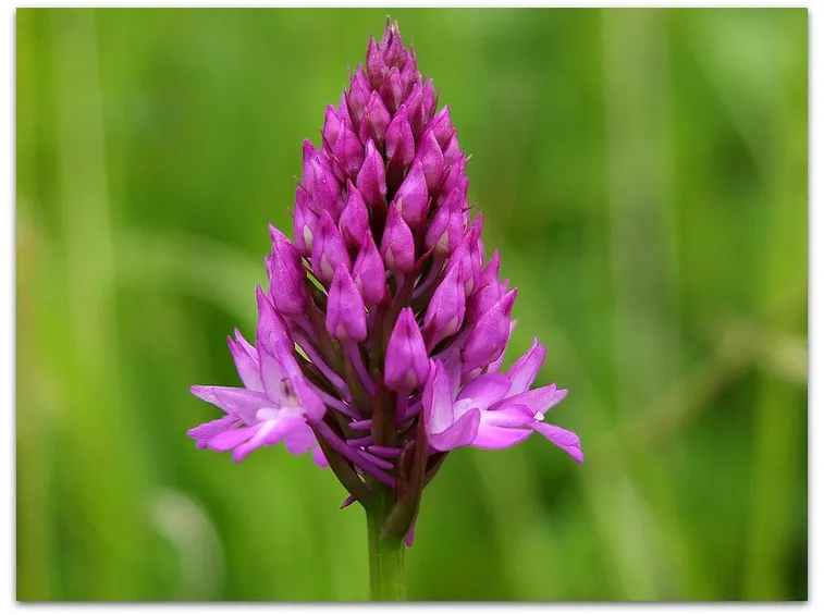 orchidea selvatica