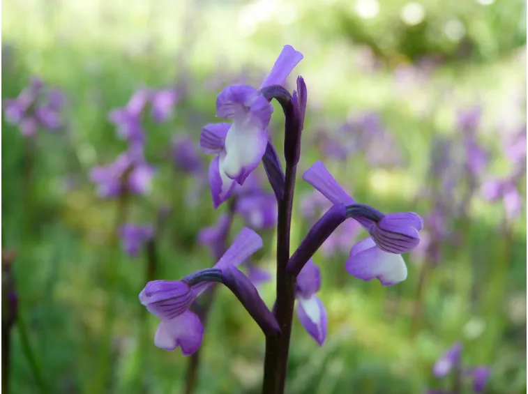 orchidea selvatica