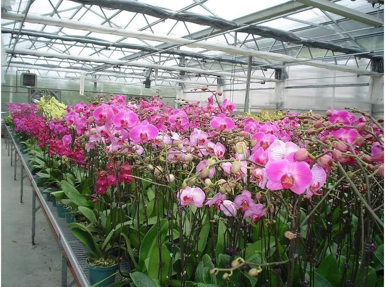 serra orchidee