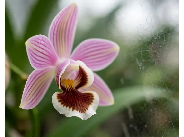Fiore di orchidea