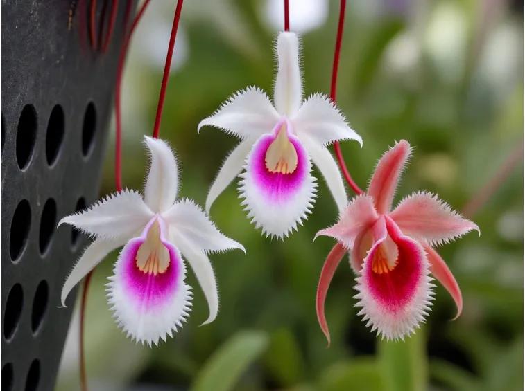 Orchidea dracula