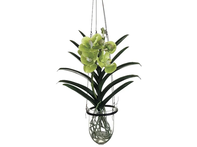 vanda foglie
