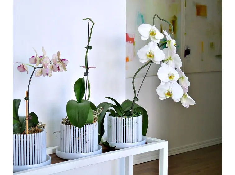 Phalaenopsis stuartiana