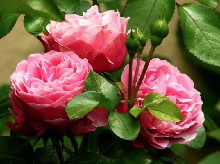 rose san valentino