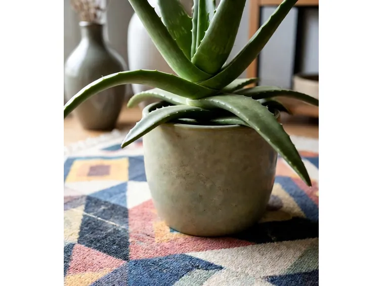 aloe arborescens pianta