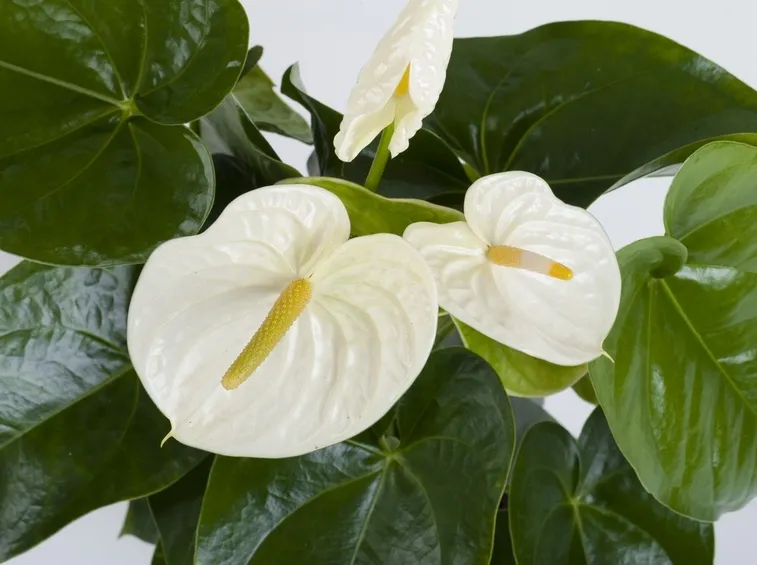 Anthurium fioriti