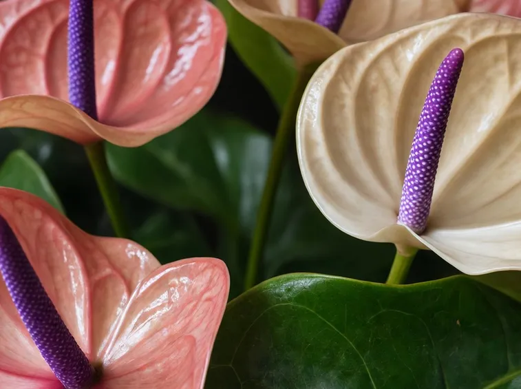 Coloratissimi Anthurium
