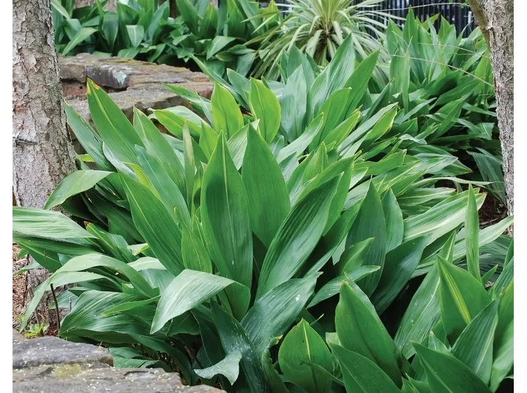 Aspidistra in giardino