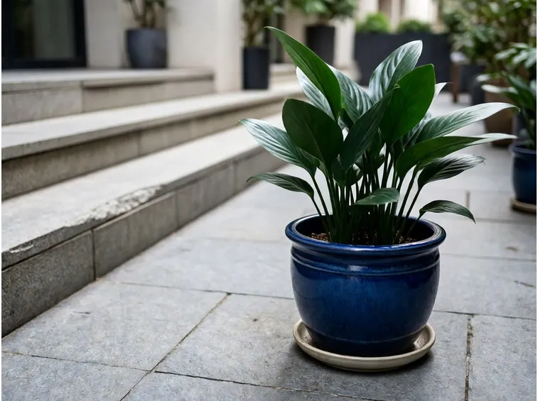 Aspidistra in vaso