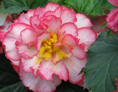 Una begonia