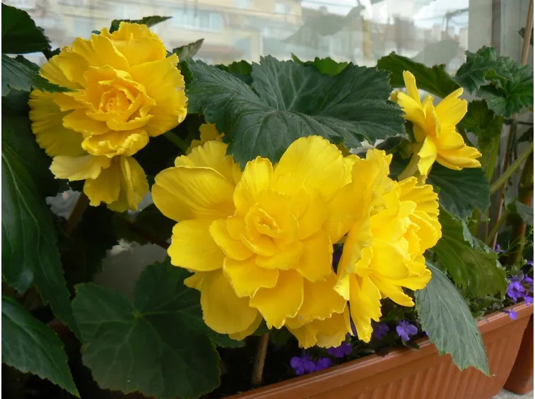 Begonia tuberosa gialla