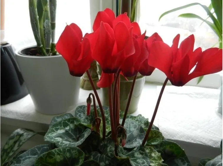 Ciclamino nei toni del rosso.