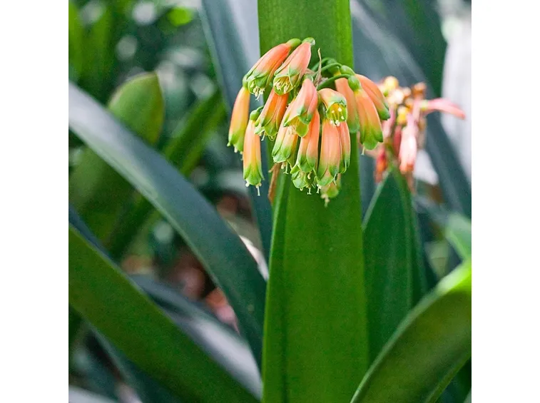 clivia caulescens