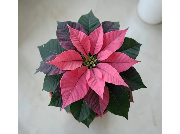 Varietà rosa della Stella di Natale
